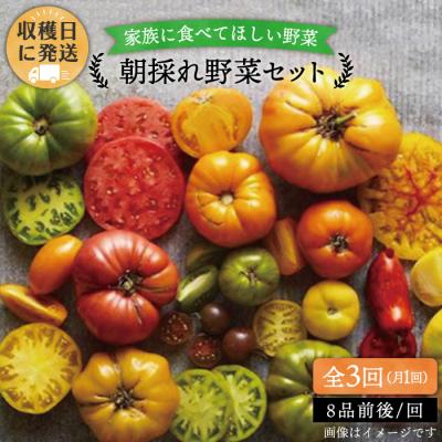 ふるさと納税 糸島市 【全3回定期便】【福岡県糸島産】朝採れ 野菜 セット(8品前後)  [AGE006]