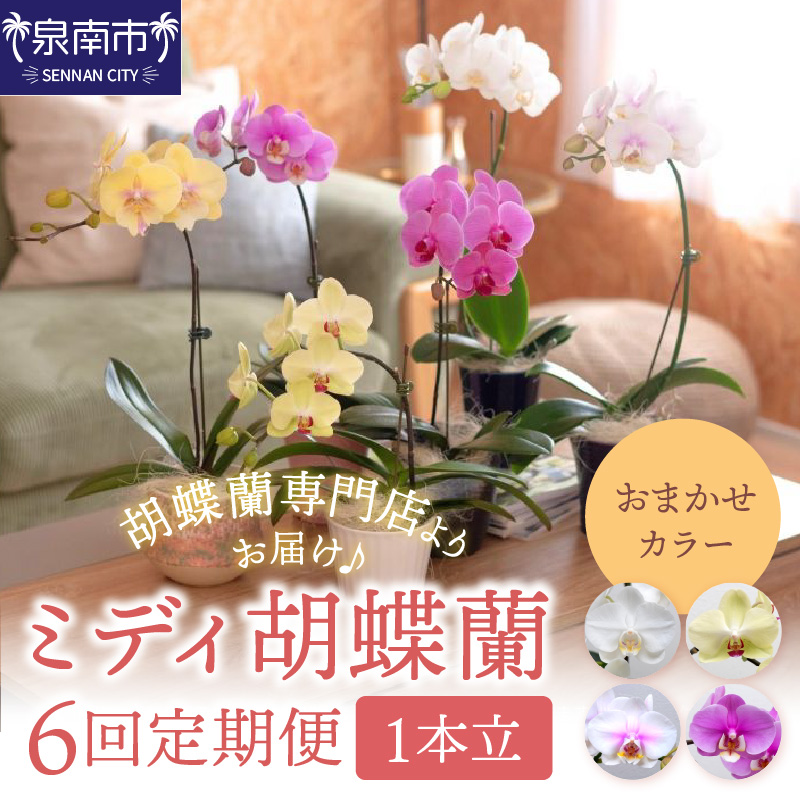 ミディ胡蝶蘭 1本立 1年間 6回定期便 ※お届け不可地域あり【008B-014】
