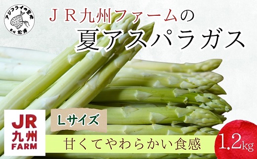JR九州ファームの夏アスパラガス　Lサイズ1.2kg( アスパラガス アスパラ 夏アスパラ 野菜 甘み 柔らかい 松浦市 )【A9-029】