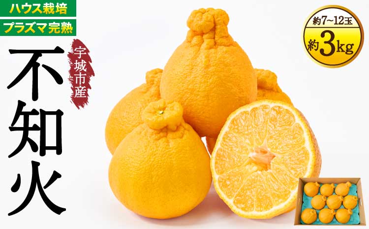 先行予約 不知火 【2026年3月上旬~2026年4月上旬頃発送予定】 宇城市産 ハウス栽培 プラズマ完熟不知火 約3kg（7～12玉前後） しらぬい みかん 蜜柑 柑橘 国産 九州 【株式会社la Nui.】