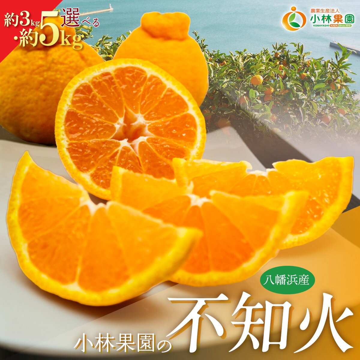 【ふるさと納税】【先行受付】小林果園の不知火 選べる容量 (約3kg/5kg)【C24-20】ふるさと納税 みかん ミカン 柑橘 柑橘類 フルーツ 果物 くだもの 人気 美味しい 選べる容量 3kg 5kg 愛媛県 八幡浜YWTAD013