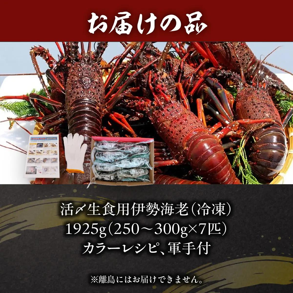 活〆生食用伊勢海老（冷凍）1925g（250～300g)×7匹 ONJB036