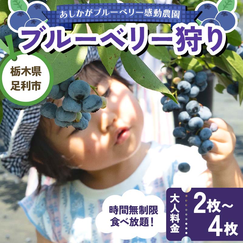 【ふるさと納税】【枚数が選べる】ブルーベリー狩り 時間無制限食べ放題 大人料金 2枚 3枚 4枚 体験 イベント 栃木県足利市 F7Z-1346var