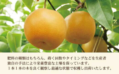 【先行予約】高知県土佐市産 梨（豊水）大玉 約4kg 7～8玉 〈2026年8月下旬頃～9月中旬頃発送〉 ほうすい なし ナシ 4キロ 国産 フルーツ 果物 くだもの デザート スイーツ 旬 甘い 果