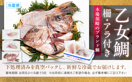 【 鯛 】 乙女鯛 アラ付き 1kg