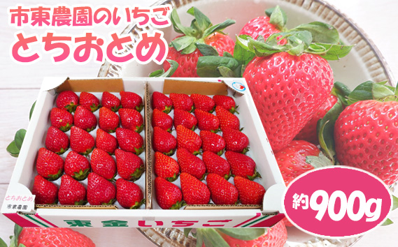 【市東農園のいちご】とちおとめ　約900g