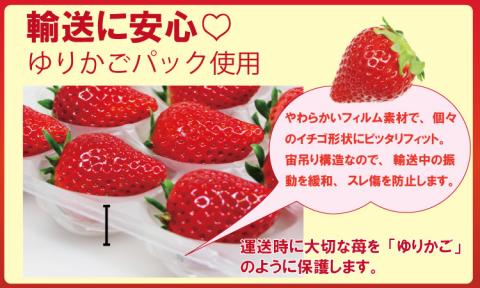 【先行予約（１月から順次出荷】 天使のいちご240g X 2パック 凛々 苺　白い苺　白いちご エンジェルエイト　朝摘み　フレッシュ　農家直送品 果物 くだもの フルーツ 人気 ランキング  高評価 