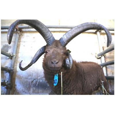 ふるさと納税 十和田市 幻の国産ラム 青森県十和田市産 マンクスロフタン 200g 【年間5頭限定】 仔羊 手切り 焼肉用 |  | 02