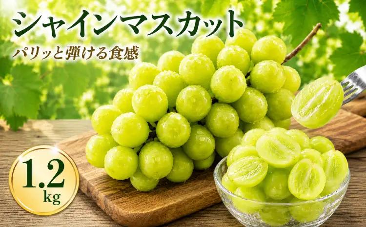  シャインマスカットシャインマスカット 1.2kg　3～4房【2026年8月中旬〜9月下旬頃発送予定】