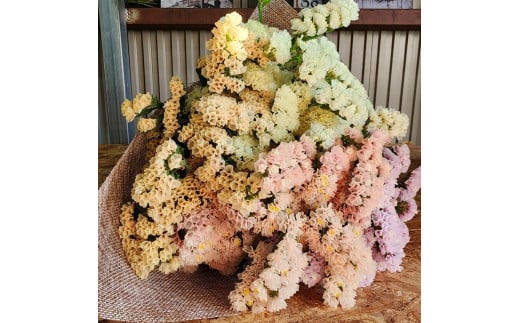 
            生花《スターチス》花職人Ikeda（ふるさと納税返礼品仕様 ニュアンスカラーｍix）
          