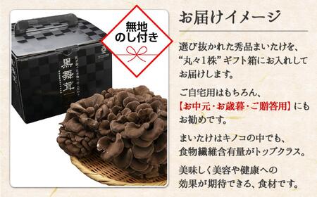 【無地のし】 新潟県 南魚沼産 厳選 国産 黒 大黒 高級 舞茸 まいたけ 産地直送 700g 贈り物 ギフト お中元 お歳暮 大平きのこ研究所