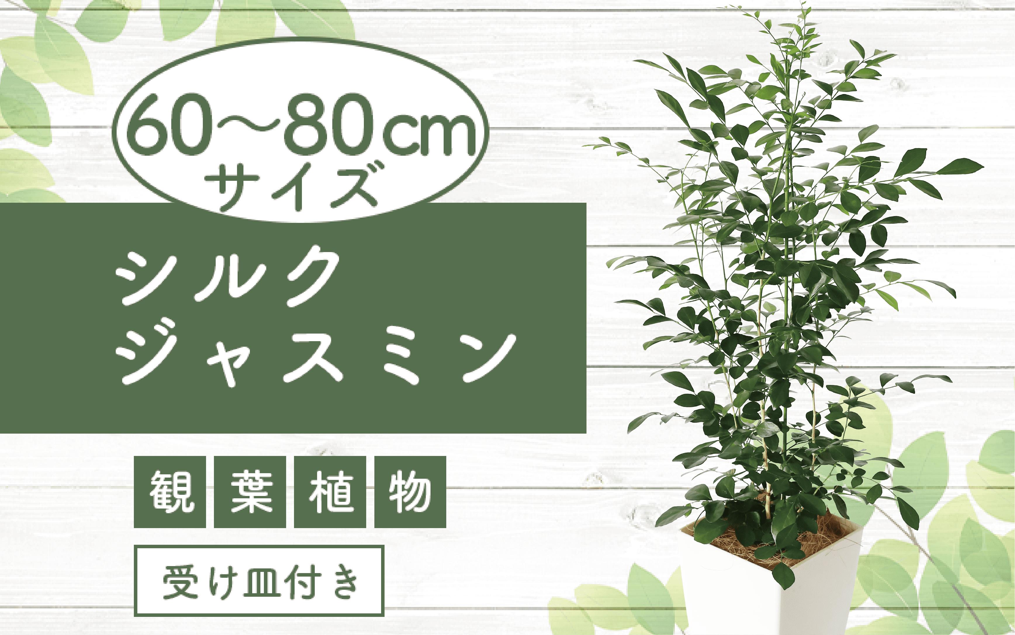 
            【観葉植物】シルクジャスミン60cm～80cm(Green Base/017-1420) 南国鹿児島県で育った 観葉植物！植物 鉢付 インテリア 室内 オフィス おしゃれ プレゼント ギフト 開店祝い 移転祝い マイナスイオン 【配送不可地域：北海道・沖縄県・離島】
          