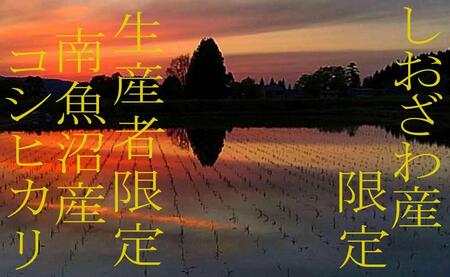 【令和7年産】【精米4kg】しおざわ産限定 生産者限定 南魚沼産コシヒカリ【2025年10月上旬より順次発送予定】