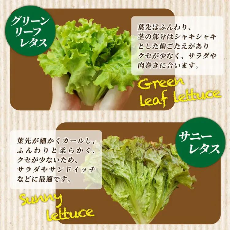 【6回定期便】旬の葉物野菜おまかせセット 小島農園 野菜