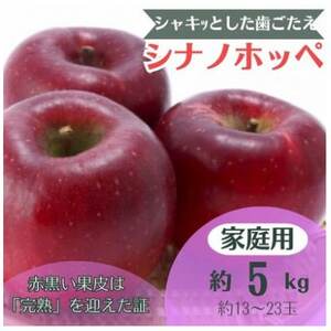 りんご シナノホッペ 約5kg 家庭用 (13玉～23玉)【1495969】