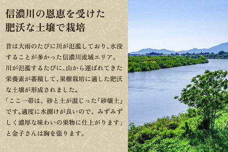 【2026年先行予約】【贈答用】和梨 幸水 3kg（7～10玉）《8月中旬から順次発送》 果物 なし 梨 フルーツ 新鮮 新潟のフルーツ産地 加茂市 まるさん金子果樹園 梨