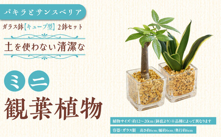 【観葉植物】土を使わないで清潔なミニ観葉植物 ゼオライト植え・ガラス鉢 キューブ形 2鉢セット（パキラとサンスベリア）｜観葉植物 パキラ　サンスベリア ミニ ゼオライト キューブ形