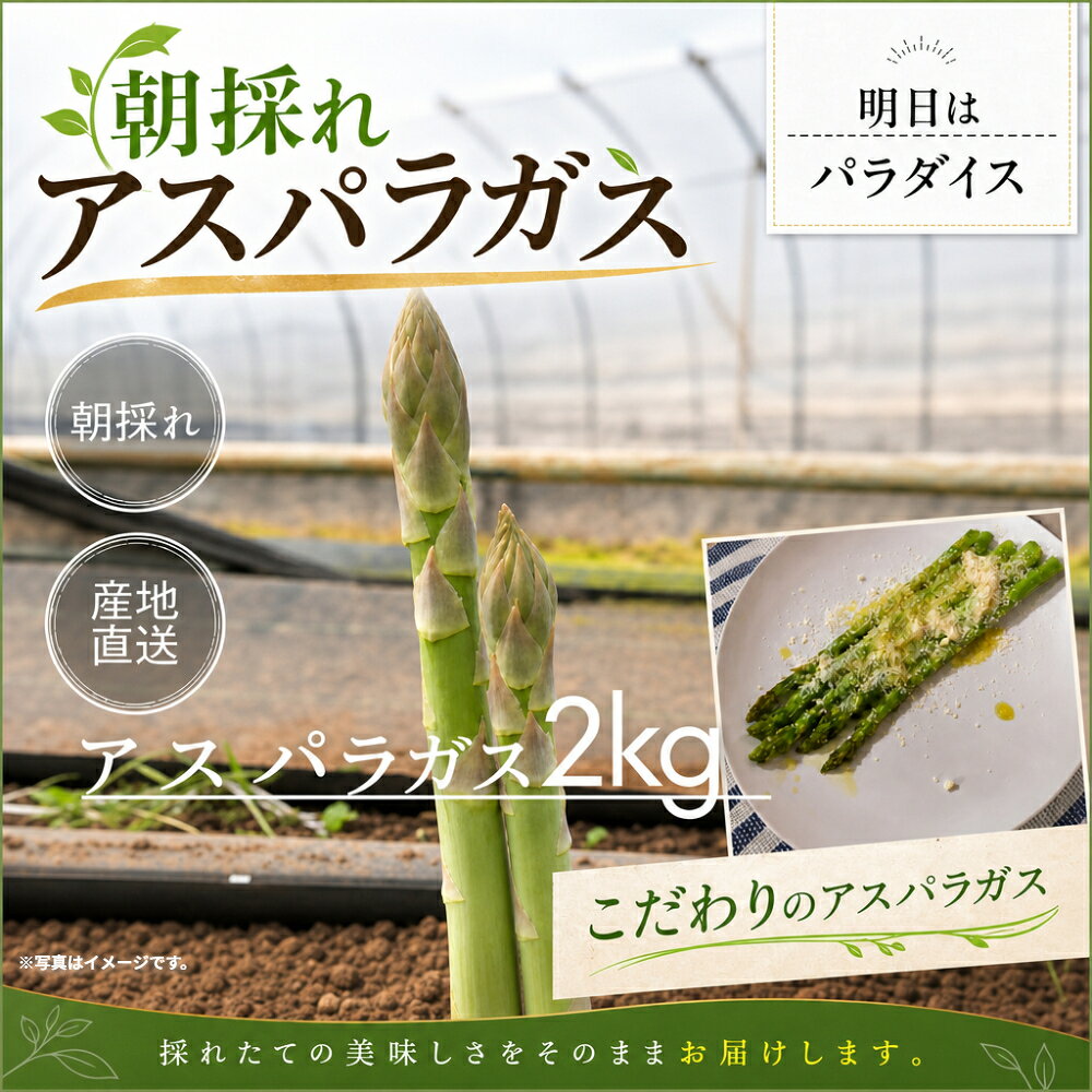 【ふるさと納税】朝採れアスパラガス2kg 朝採れ即発送「明日はパラダイス」 アスパラ アスパラガス シャキシャキ 食感 グリーンアスパラガス 新鮮 産地直送 野菜 冷蔵 みずみずしい 朝とれ 朝採れ 生野菜 太良町 佐賀 P113x1 【2027年3月上旬-4月下旬発送予定】