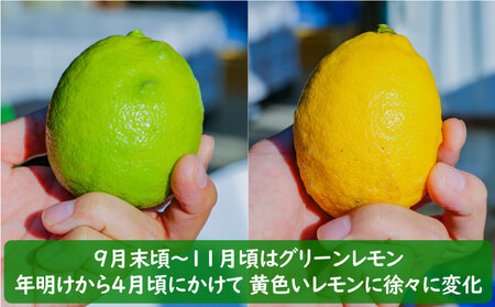 レモン 瀬戸内レモン 1.2kg 数量限定 【MCF015】