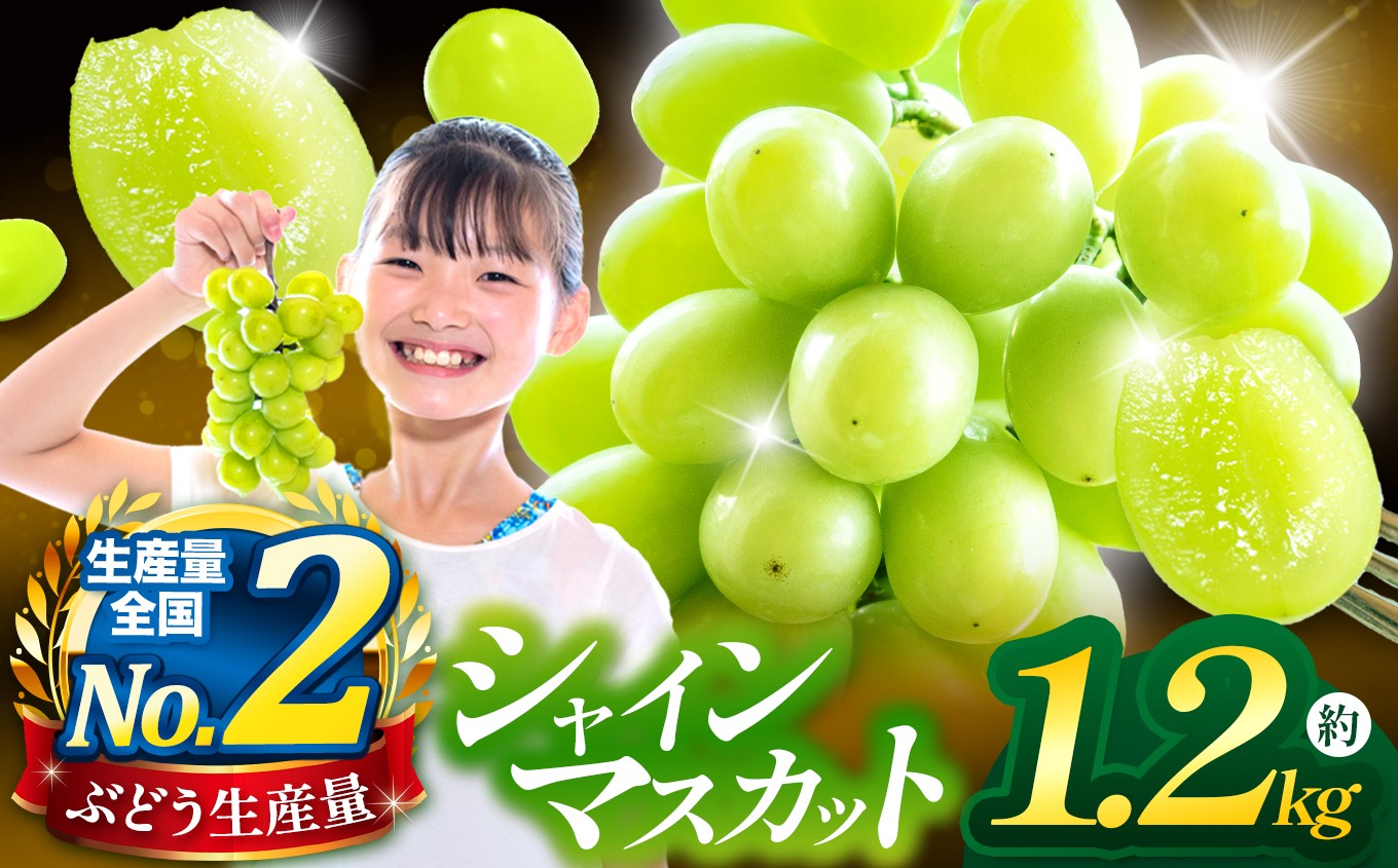 
                  先行予約 【2026年9月下旬より発送】シャインマスカット 約1.2kg ［JAながの］ 果物 フルーツ 旬 ぶどう ブドウ くだもの 葡萄 長野県産 種なし 数量限定 クール便 冷蔵便 産地直送 フルーツハリウッド 令和8年産 ［B-301］
                