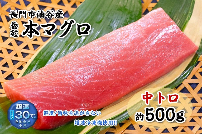 
            油谷産養殖本マグロ 中トロ柵 500g【マグロ 刺身 中とろ まぐろ 鮪 中トロ トロ とろ さしみ 冷凍】
          