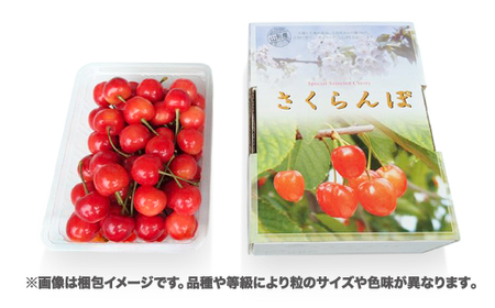 先行予約 さくらんぼ 佐藤錦 500g 2Lサイズ 秀品 山形県産 バラ詰 令和8年産 2026年産 sb-sns2x500