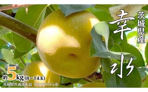 幸水 約 5kg 8玉～14玉 (茨城県共通返礼品 かすみがうら市) 産地直送 久保田果樹園 フルーツ 甘い 直送 茨城 限定 ギフト 梨 幸水 こうすい 果物 [DH001sa]