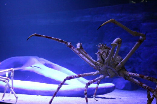 【ふるさと納税】G0728 竹島水族館 タカアシガニにエサやり貸し切りバックヤードツアー　竹島水族館　深海生物　タカアシガニ　バックヤードツアー　エサやり体験