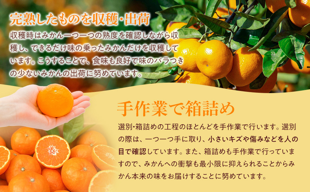 完熟 アルギット みかん 3kg S ～ M サイズ | 先行予約 DT003_イメージ4