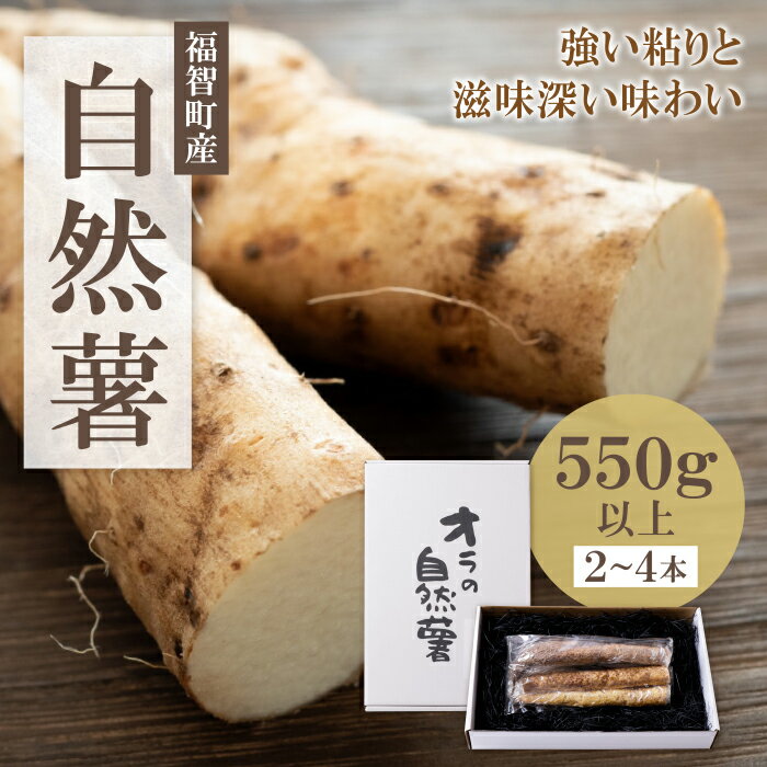 【ふるさと納税】【福智町産】オラの自然薯(カットもの 約550g以上） 自然薯 とろろ 健康食 じねんじょ お土産 お祝い プレゼント ギフト お歳暮 福岡県 福智町 国産 九州産 送料無料 野菜 グルメ 取り寄せ ご当地 特産 産地 直送人気 オススメ
