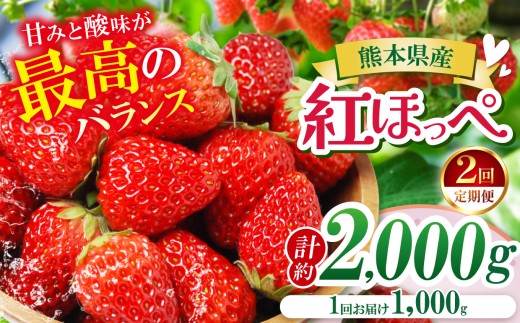 【定期便2ヶ月】【農家から届く甘酸っぱい贈り物】 紅ほっぺ 約2000g | 紅ほっぺ いちご 苺 フルーツ 果物 国産 国産フルーツ 産地直送 農家直送 低農薬 お取り寄せ ギフト贈答用 プレゼント お歳暮 熊本県 玉名市