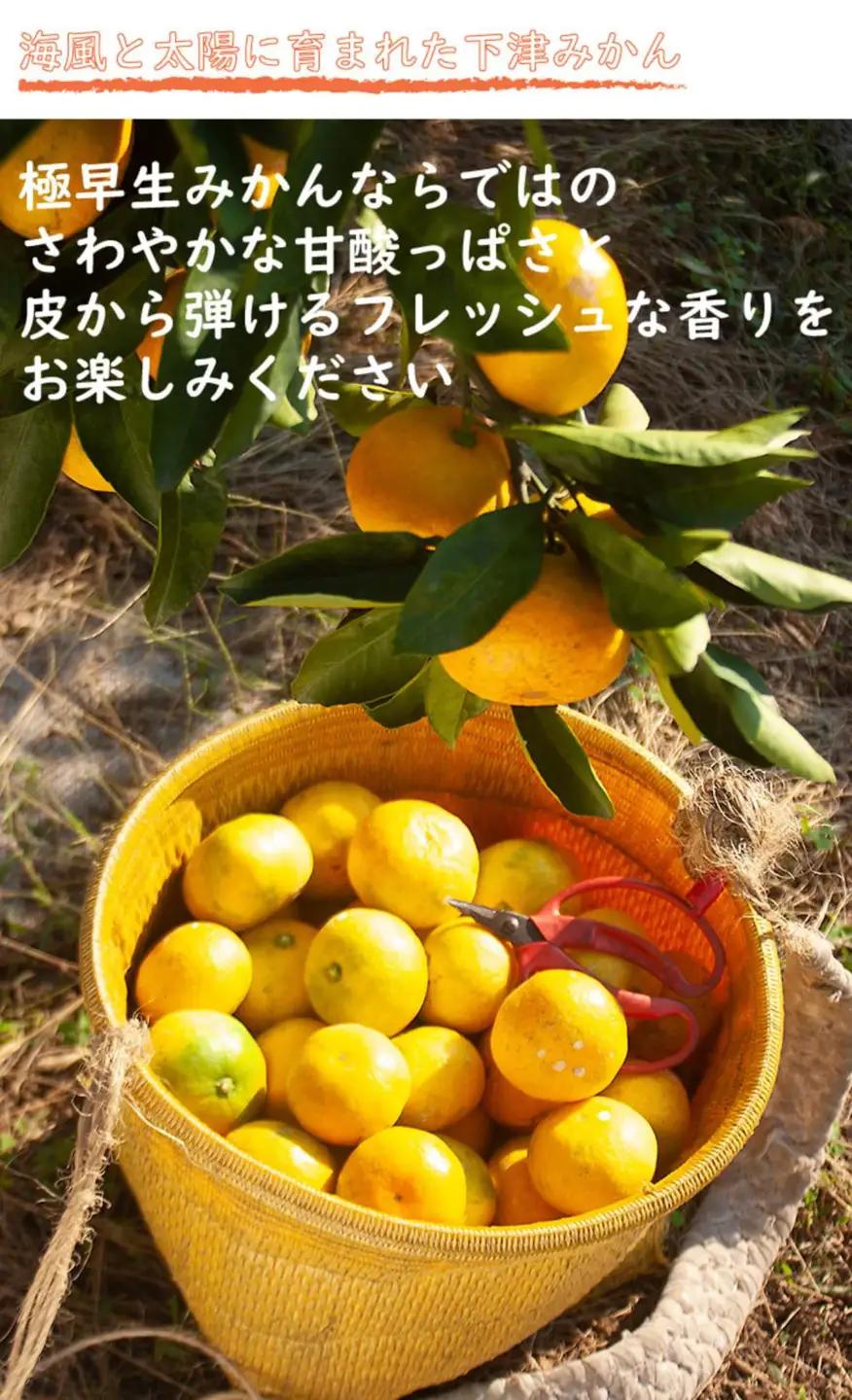 訳あり 極早生みかん 2S・3S混合 6.5kg 和歌山みかん
