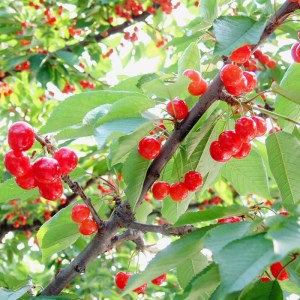 【2026年発送】「秀品」さくらんぼ佐藤錦500g（L玉・化粧箱・バラ詰）_H039(R8)