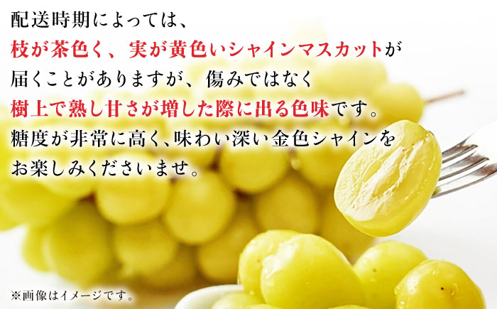 【先行予約】シャインマスカット 約2kg 3～5房 ぶどう 種なし【合同会社 福福堂】 [ZCN008]