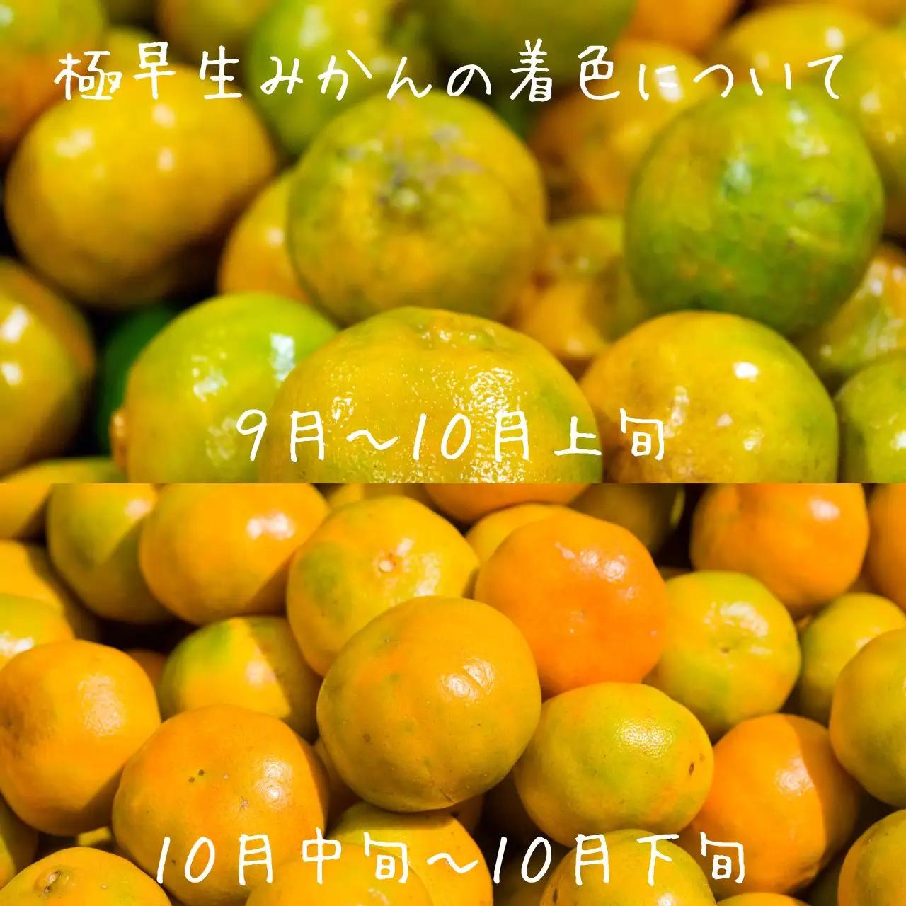 訳あり 極早生 みかん 5kg 極 早生みかん 木負観光みかん園
