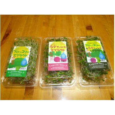 ふるさと納税 久米南町 ブロッコリースプラウト　40g×10パック