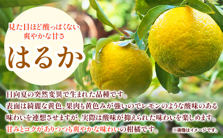 はるか 約 5kg サイズ混合 どの坂果樹園《3月上旬-5月下旬頃出荷》 和歌山県 日高川町 はるか 旬 柑橘 フルーツ 果物---wshg_dsk13_ab35_23_11000_5kg---
