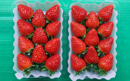 奈良県産いちご「古都華」2パック【配送不可地域：離島】