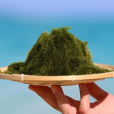 ふるさと納税 伊是名村 伊是名島育ちの海のグリーンキャビア 海ぶどう 1kg |  | 01