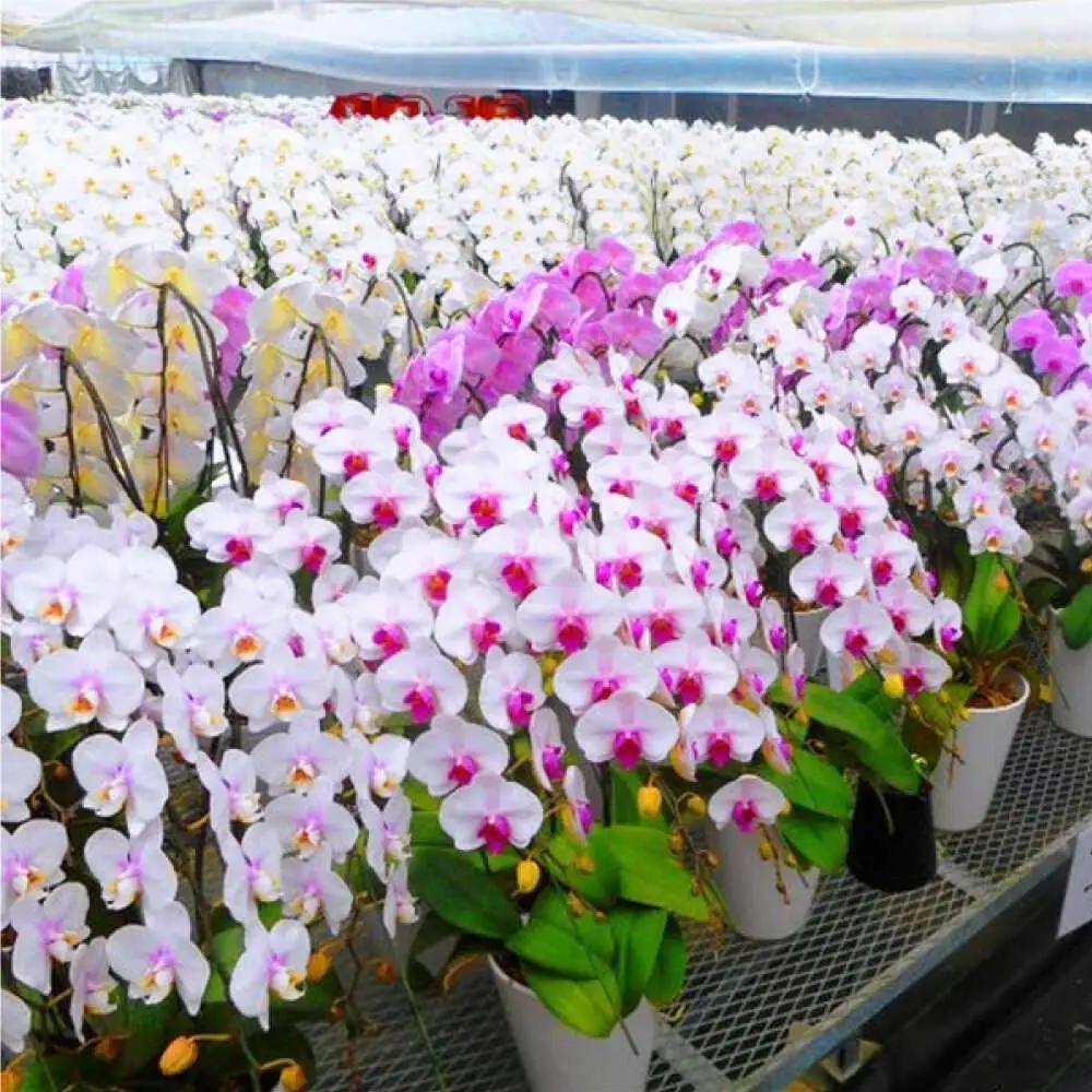 胡蝶蘭 1鉢【3本立ち6寸胡蝶蘭】 [BDAB007]