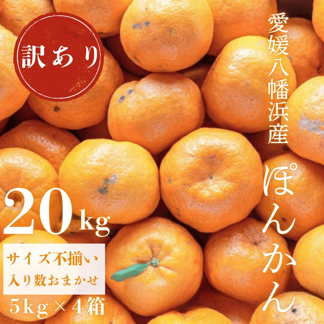 
                  ＜南国を感じさせる独特の香り＞訳あり 愛媛ポンカン 20kg＜G20-71＞【1620343】 YWTI066
                