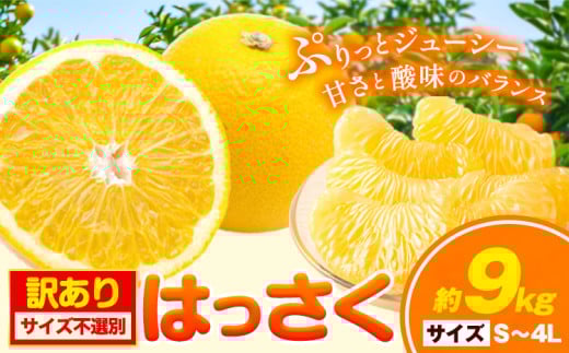 【訳あり/ご家庭用】はっさく 約9kg (4L~Sサイズ サイズ不選別) 早生･晩生指定不可《2月上旬-3月中旬頃出荷》和歌山県 岩出市 産地直送 みかん 八朔 柑橘 果物 フルーツ ご家庭用 ビタミンC たっぷり