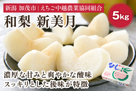 【2026年先行予約】「天果糖逸（てんかとういつ）」 新潟県産和梨 新美月 約5kg（9～12玉）《9月中旬～配送予定》 しんみづき 加茂市 えちご中越農業協同組合