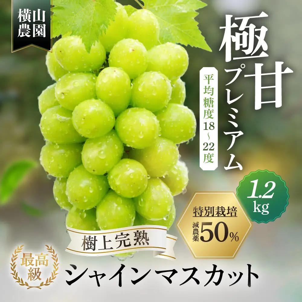 樹上完熟 シャインマスカット（特別栽培）1.2㎏／2房 山梨シャインマスカット