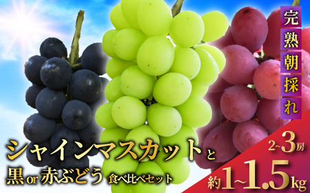 【先行予約】 シャインマスカット と 黒ぶどう or 赤ぶどう の 食べ比べ セット (2 ～ 3房 約1～1.5kg ) 高糖度 甘い 果物 くだもの デザート フルーツ 旬のフルーツ 葡萄 ぶどう ブドウ budou 種無し 種なし 高級 お中元 贈り物 贈答 ギフト Aoki果樹園 神奈川 湘南 藤沢
