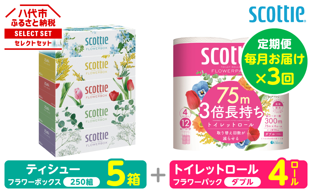 【定期便3回】【毎月お届け】【スコッティ】 組み合わせ ティシュー フラワーボックス 250組 5箱 計15箱 トイレットロール ダブル フラワーパック 3倍長持ち 4ロール 計12ロール ティッシュ トイレットペーパー 日用品 防災備蓄 ストック 備蓄 新生活 防災 消耗品 生活用品 日用消耗品 箱ティッシュ 熊本県 八代市