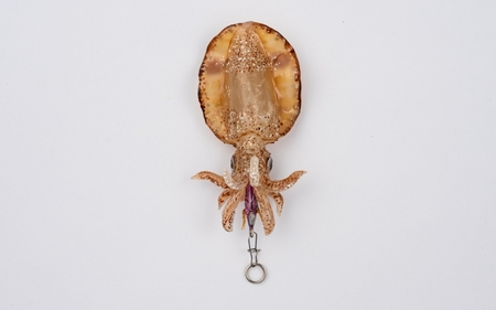 アオリイカ アクセサリー S / オーダーメイド オーダー制作 キーホルダー ストラップ エギング 釣り 海 うみ ルームミラー 飾り アクセント インテリア おしゃれ かわいい お土産 雑貨 思い出