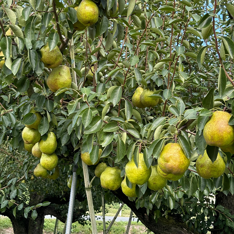 山形のラ・フランス大玉 10kg(20～28玉) 前半 FY25-111