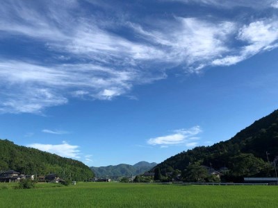 令和8年産新米　丹波篠山の山水で栽培！有機コシヒカリ5kg BF02 白米 100％単一原料米
