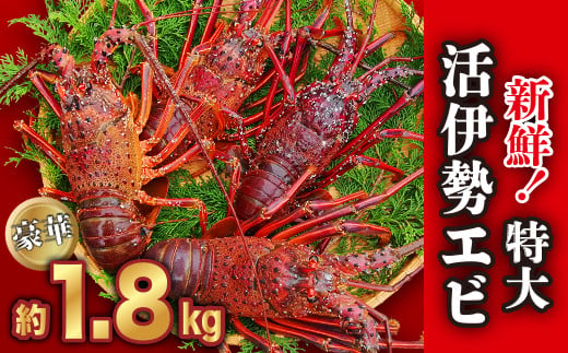 
新鮮！特大 活 伊勢エビ たっぷり 約1.8kg（2~5尾）《10月12日～4月期間限定出荷：先行予約も可（到着日時指定必須商品）》　 三重県 尾鷲 人気　HA-58
